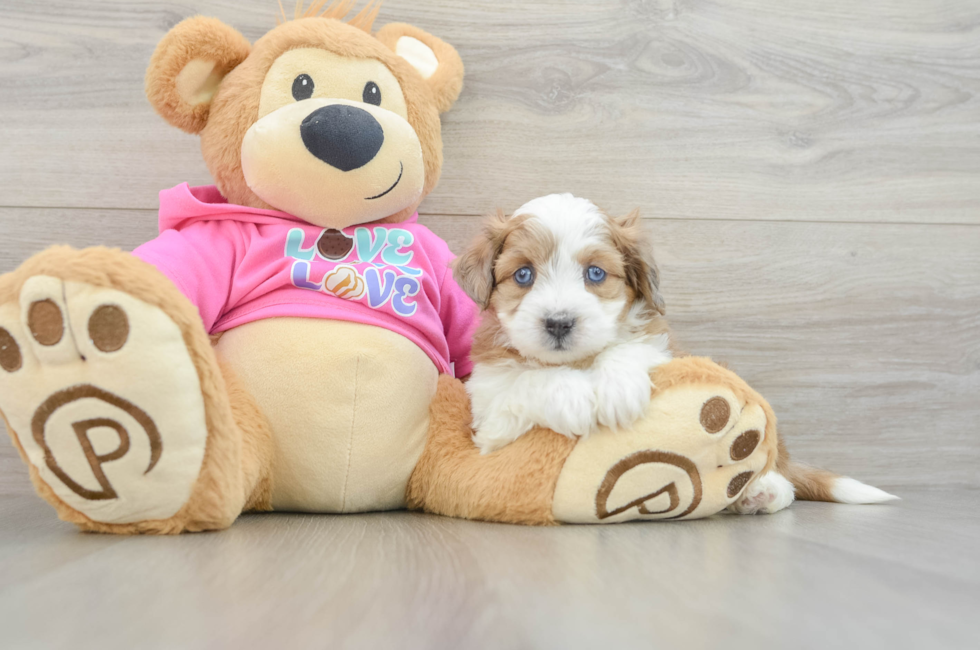 5 week old Aussiechon Puppy For Sale - Puppy Love PR