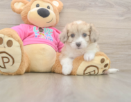 7 week old Aussiechon Puppy For Sale - Puppy Love PR
