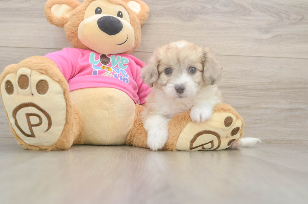6 week old Aussiechon Puppy For Sale - Puppy Love PR