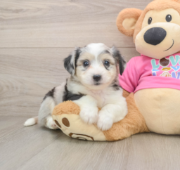 8 week old Aussiechon Puppy For Sale - Puppy Love PR