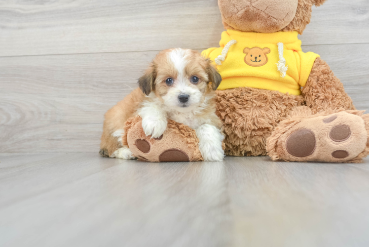 Meet Jodi - our Aussiechon Puppy Photo 1/3 - Puppy Love PR Aussiechon Puppy for Adoption