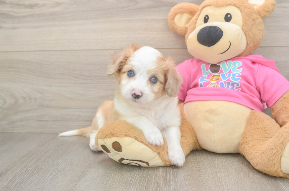 6 week old Aussiechon Puppy For Sale - Puppy Love PR