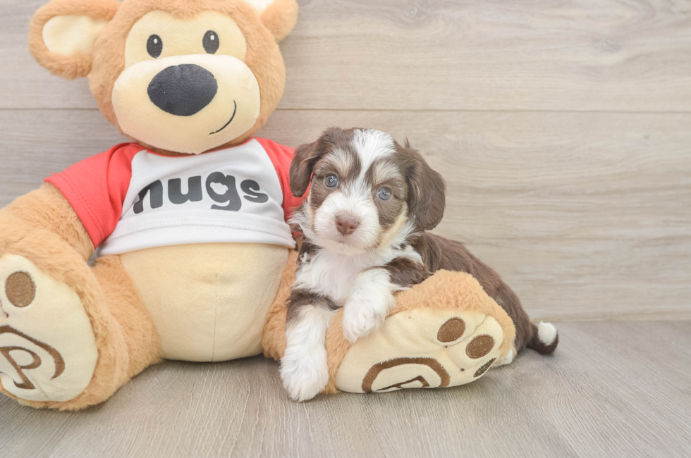 5 week old Aussiechon Puppy For Sale - Puppy Love PR