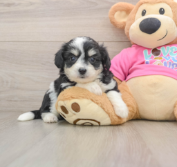 8 week old Aussiechon Puppy For Sale - Puppy Love PR