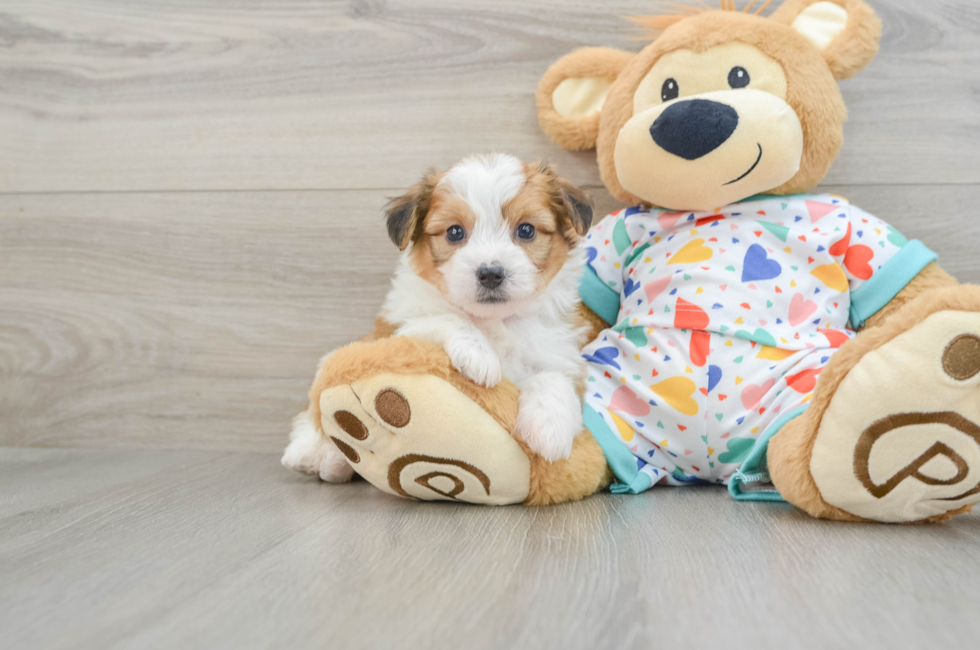 7 week old Aussiechon Puppy For Sale - Puppy Love PR