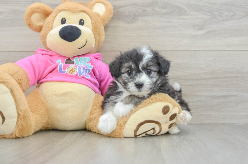 5 week old Aussiechon Puppy For Sale - Puppy Love PR