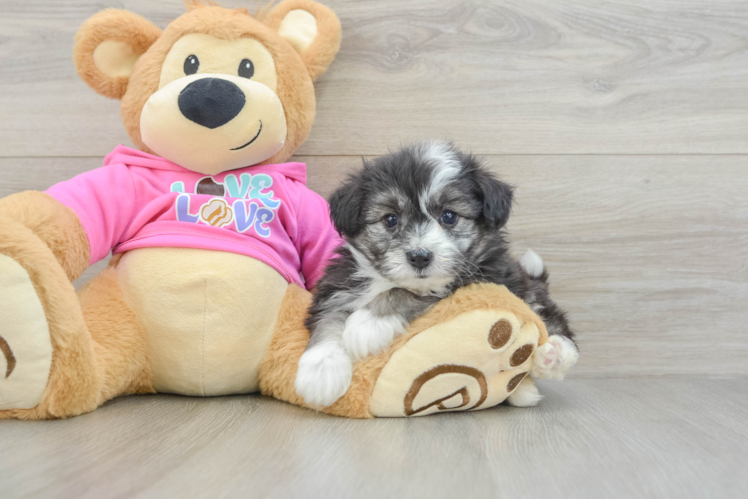 Meet Jon Snow - our Aussiechon Puppy Photo 1/3 - Puppy Love PR Best Aussiechon Baby