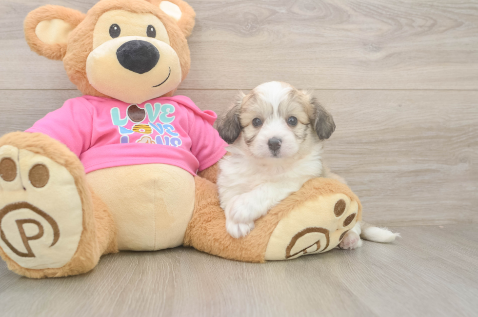 6 week old Aussiechon Puppy For Sale - Puppy Love PR