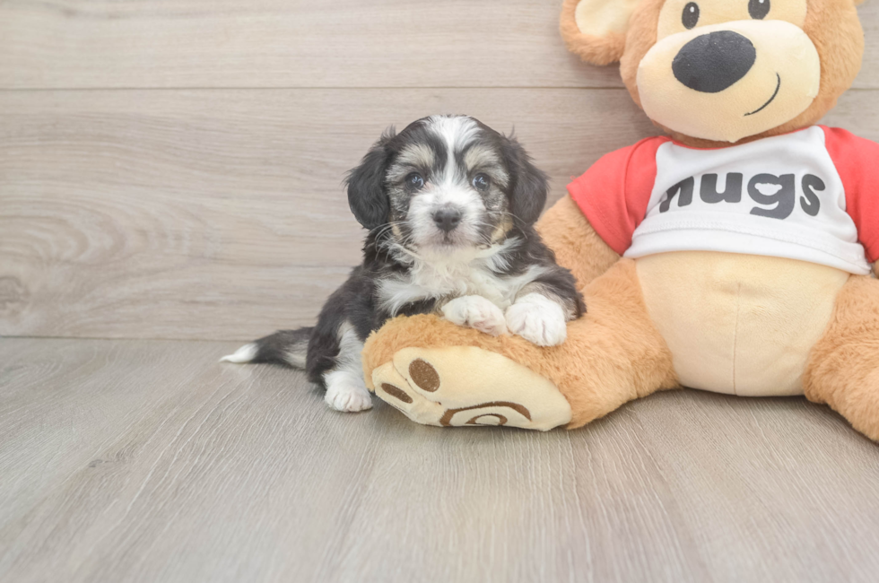 5 week old Aussiechon Puppy For Sale - Puppy Love PR