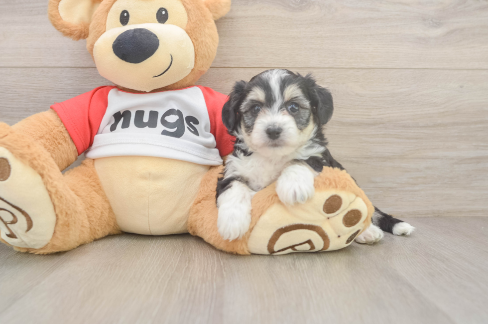 5 week old Aussiechon Puppy For Sale - Puppy Love PR