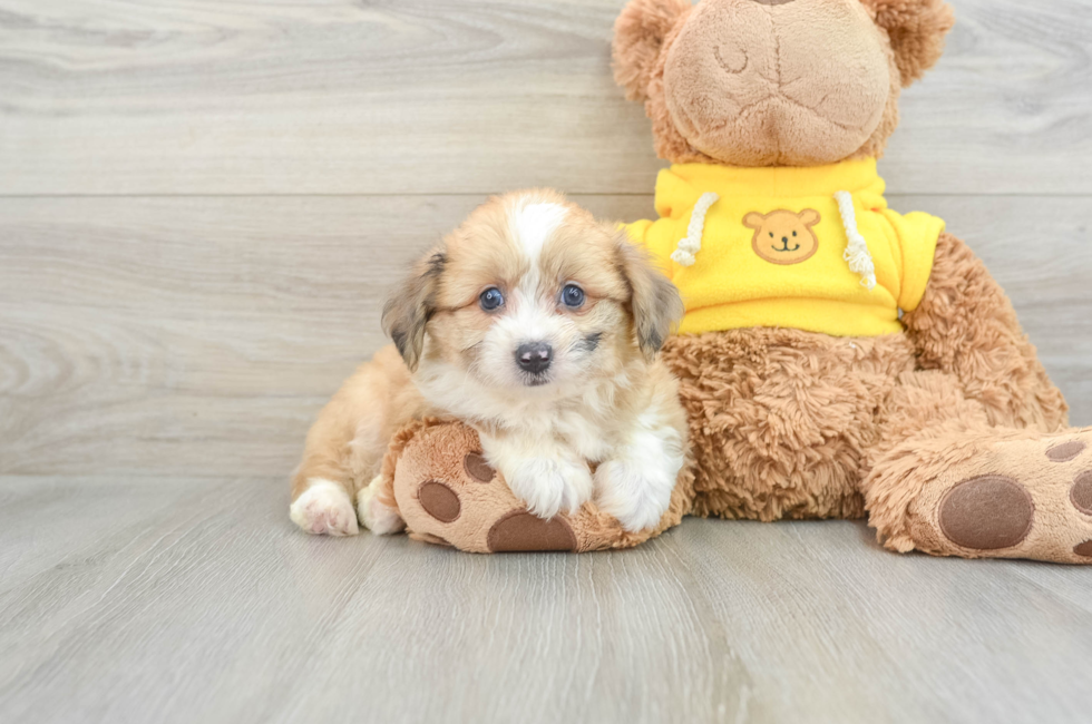 7 week old Aussiechon Puppy For Sale - Puppy Love PR