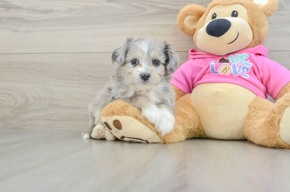 5 week old Aussiechon Puppy For Sale - Puppy Love PR