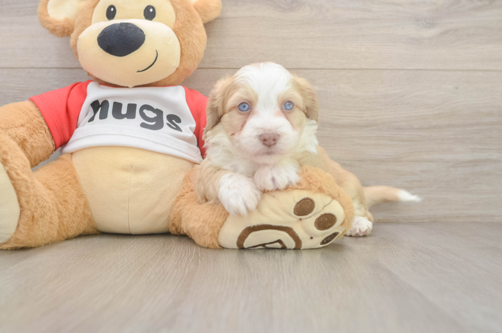 5 week old Aussiechon Puppy For Sale - Puppy Love PR