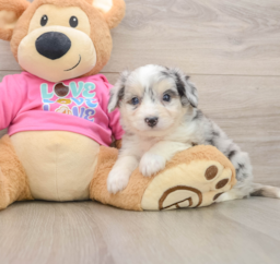 7 week old Aussiechon Puppy For Sale - Puppy Love PR
