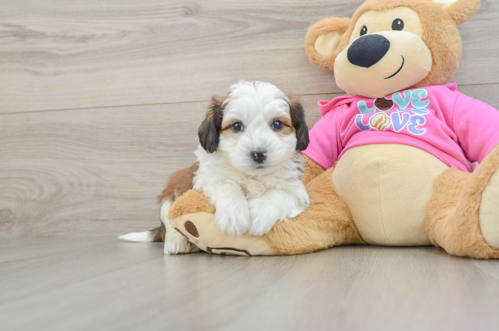 5 week old Aussiechon Puppy For Sale - Puppy Love PR
