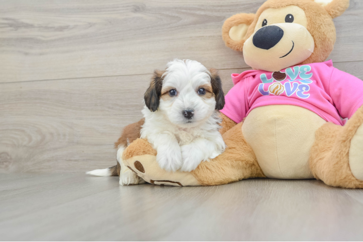 Meet Joseph - our Aussiechon Puppy Photo 1/3 - Puppy Love PR Playful Aussie Bichon Designer Puppy
