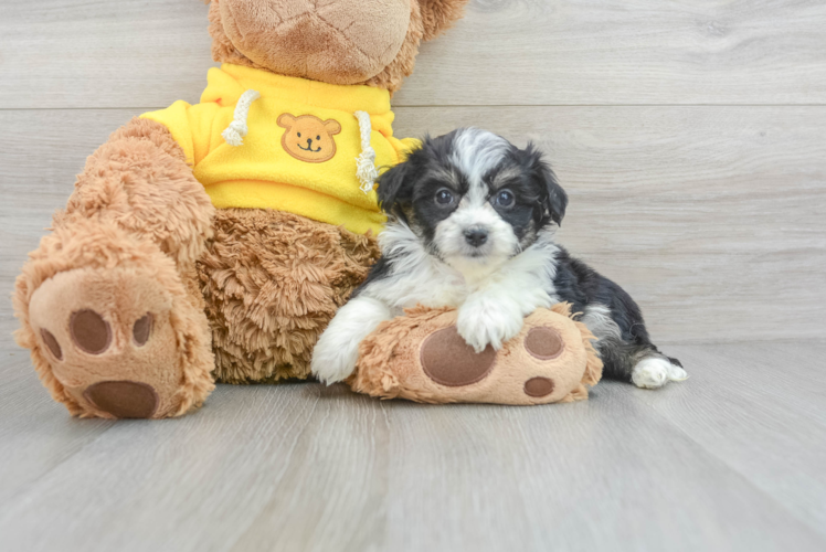 Meet Jules - our Aussiechon Puppy Photo 1/3 - Puppy Love PR Funny Aussiechon Designer Pup