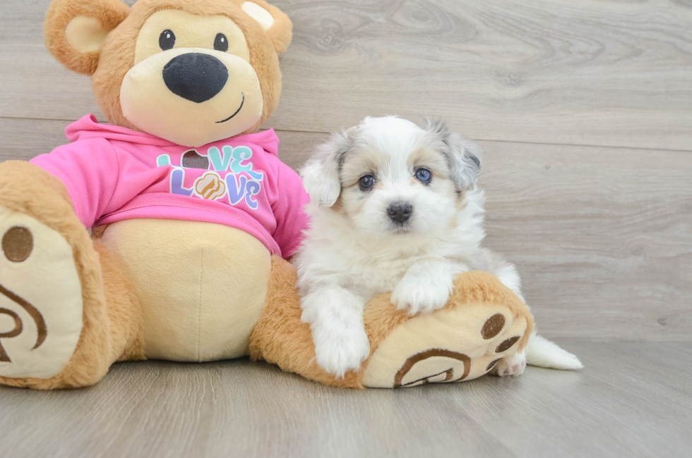 5 week old Aussiechon Puppy For Sale - Puppy Love PR