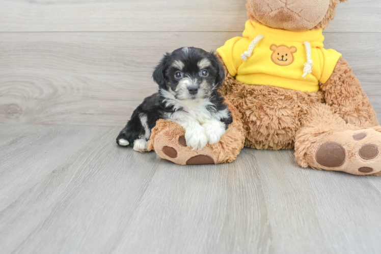 Meet Juniper - our Aussiechon Puppy Photo 1/3 - Puppy Love PR Best Aussiechon Baby