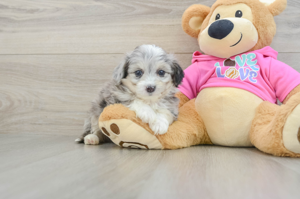 5 week old Aussiechon Puppy For Sale - Puppy Love PR