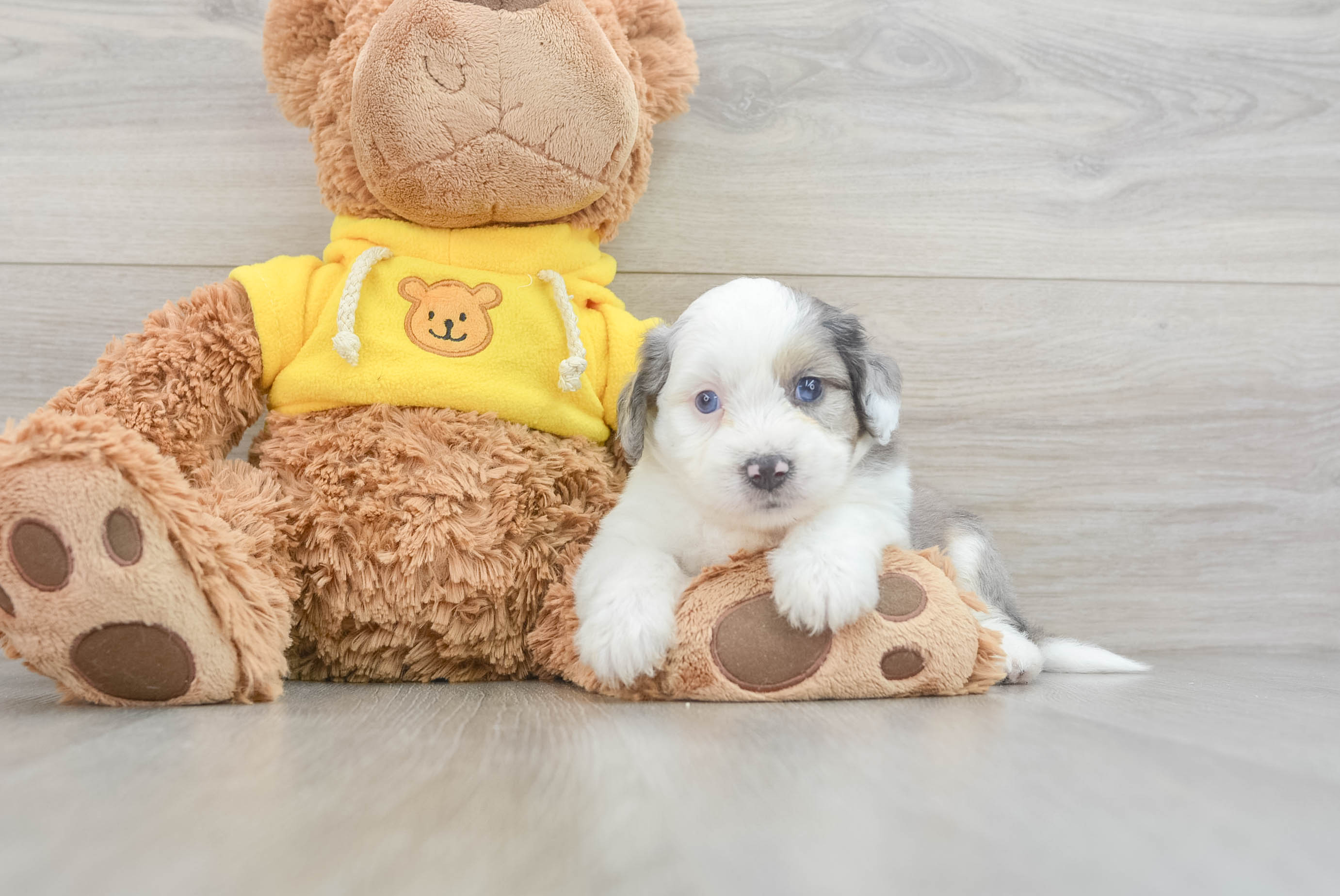 Smart Aussiechon Designer Pup