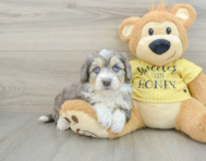 6 week old Aussiechon Puppy For Sale - Puppy Love PR