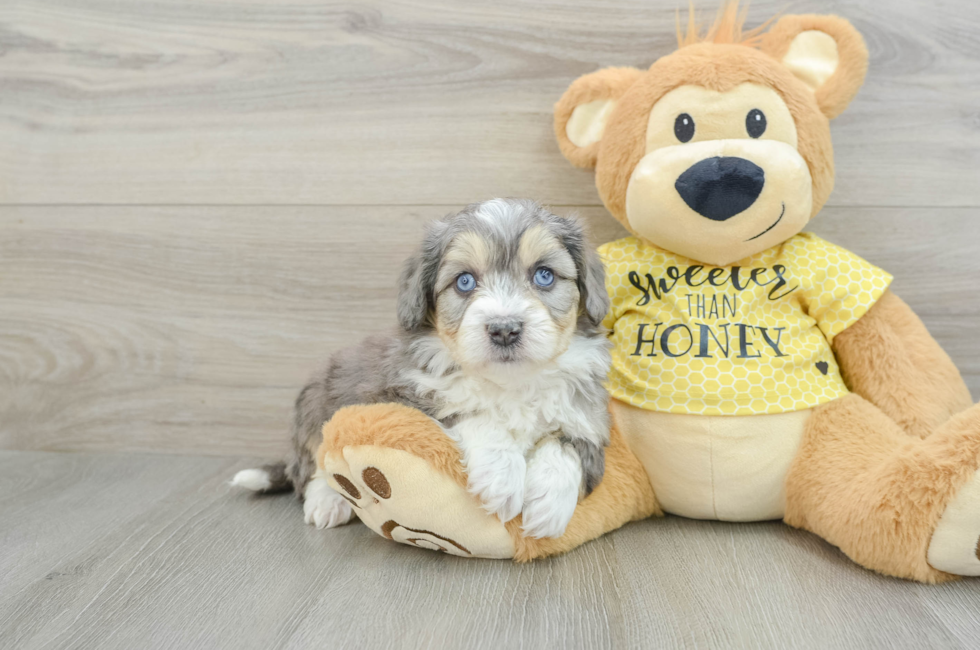 6 week old Aussiechon Puppy For Sale - Puppy Love PR