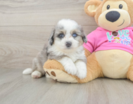 7 week old Aussiechon Puppy For Sale - Puppy Love PR
