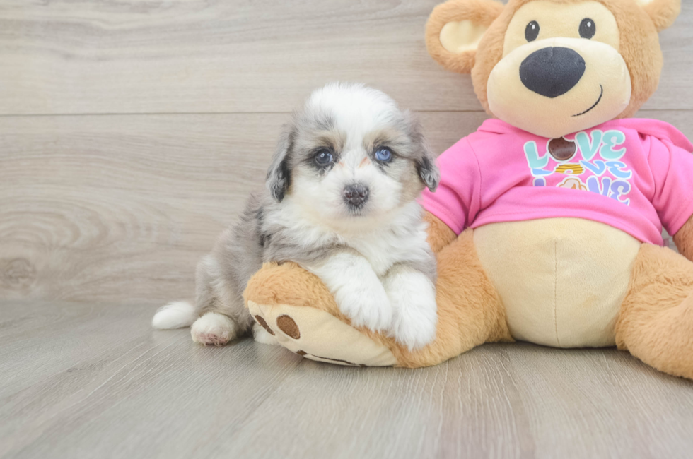 5 week old Aussiechon Puppy For Sale - Puppy Love PR