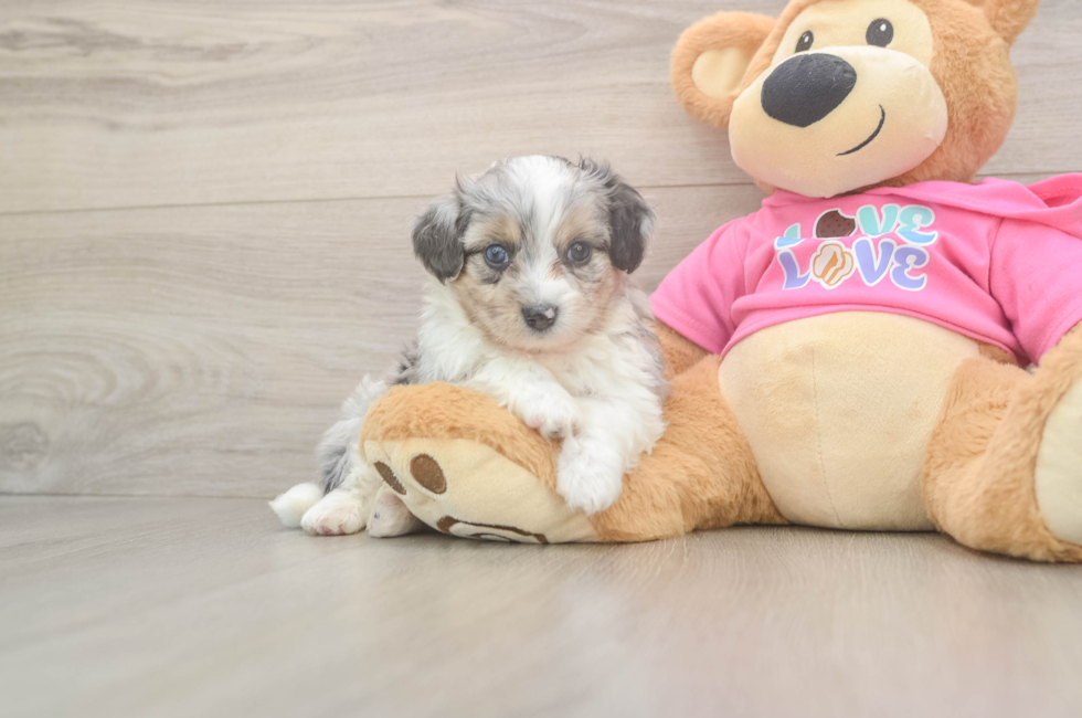 5 week old Aussiechon Puppy For Sale - Puppy Love PR