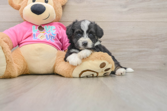 Sweet Aussiechon Baby