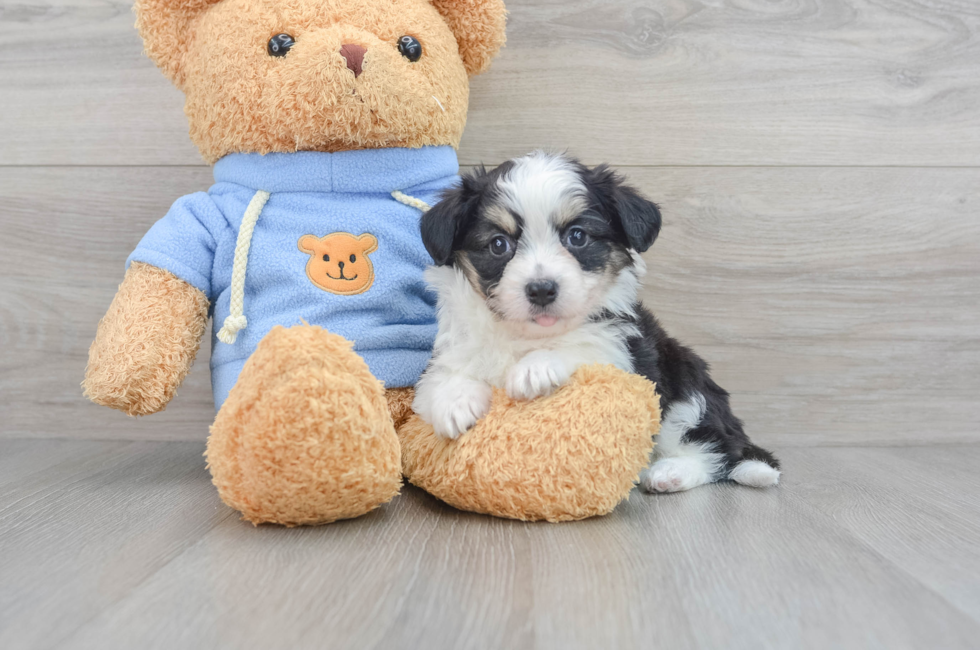 6 week old Aussiechon Puppy For Sale - Puppy Love PR