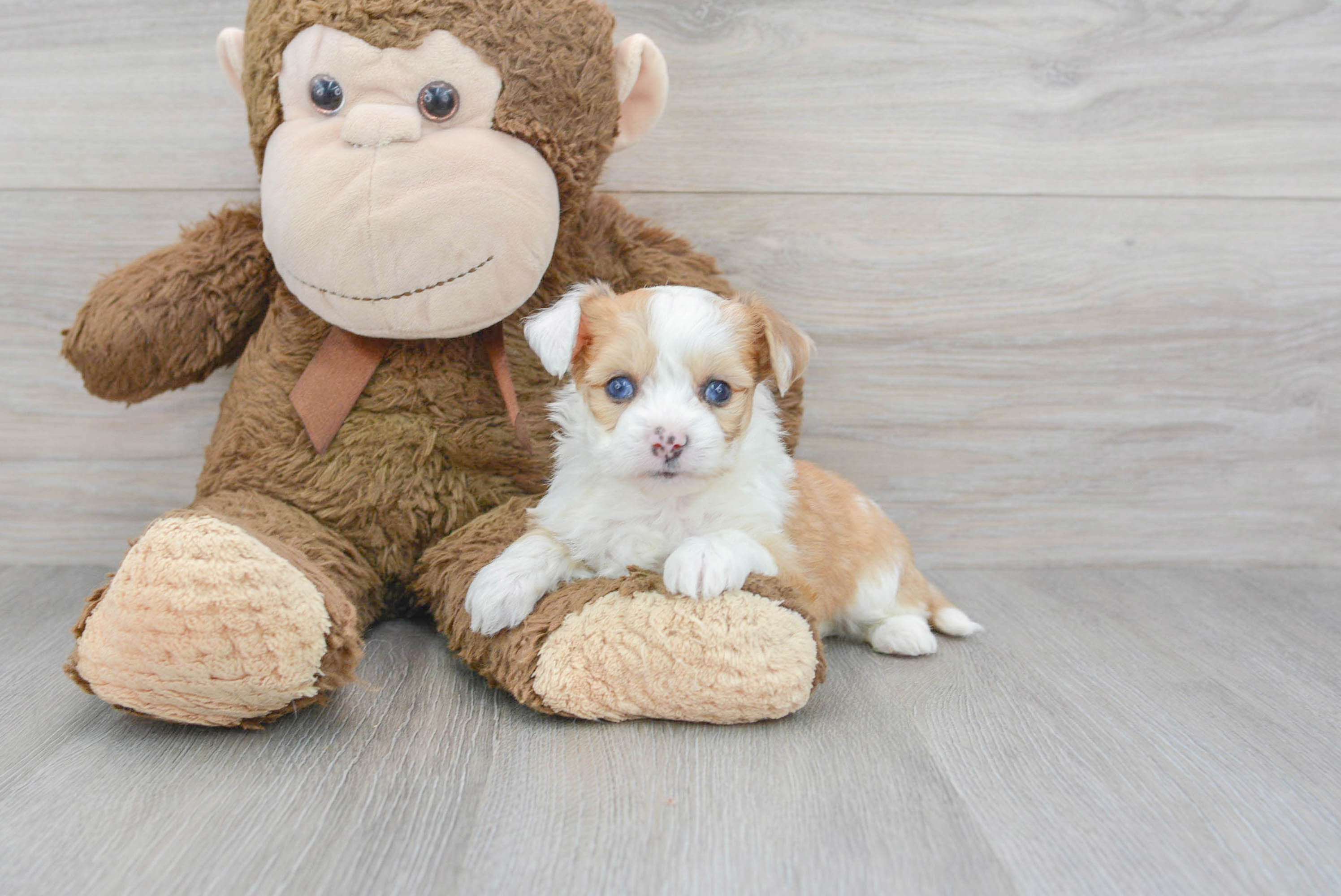 Aussiechon Puppy for Adoption