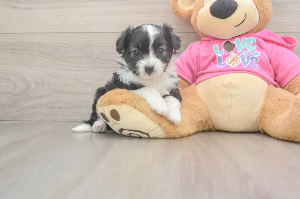5 week old Aussiechon Puppy For Sale - Puppy Love PR