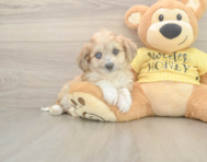 6 week old Aussiechon Puppy For Sale - Puppy Love PR
