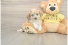 Funny Aussiechon Designer Pup