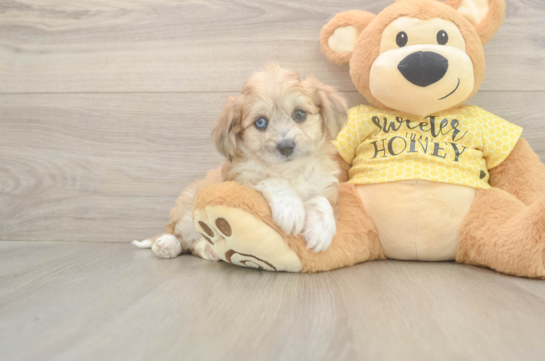 Funny Aussiechon Designer Pup