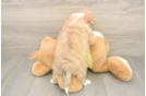 Fluffy Aussiechon Designer Pup