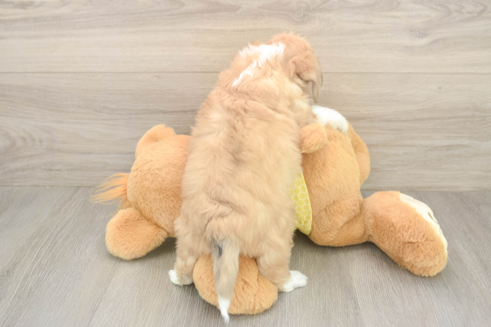 Fluffy Aussiechon Designer Pup