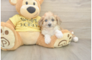 Playful Aussie Bichon Designer Puppy