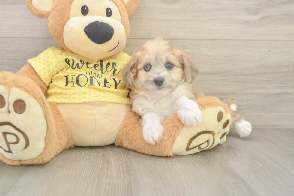 Playful Aussie Bichon Designer Puppy
