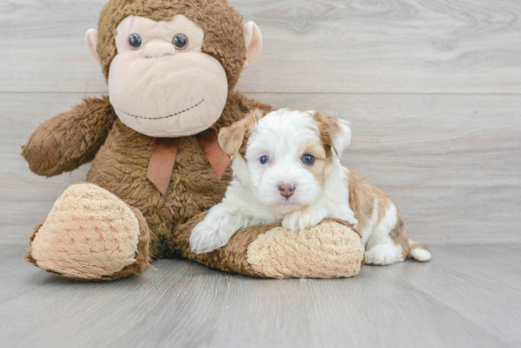 Meet Katie - our Aussiechon Puppy Photo 1/3 - Puppy Love PR Aussiechon Puppy for Adoption