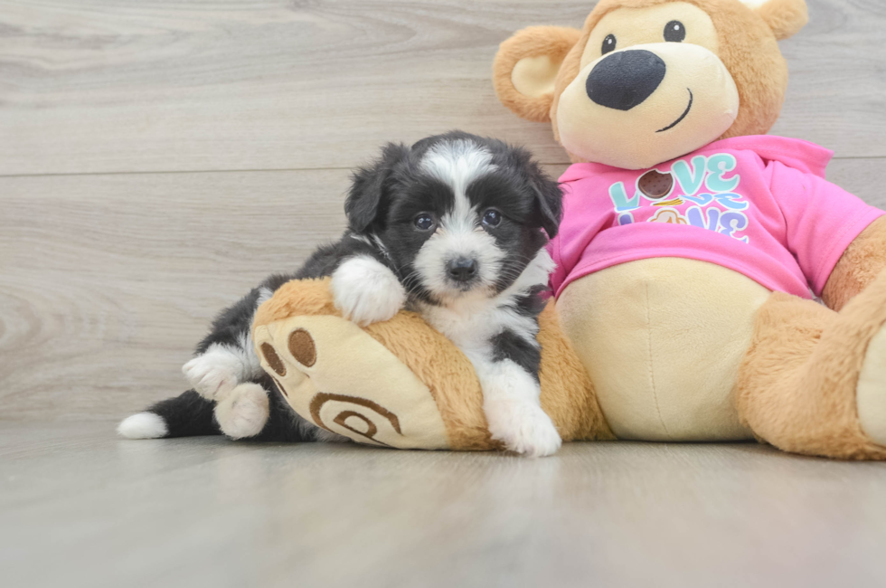 5 week old Aussiechon Puppy For Sale - Puppy Love PR