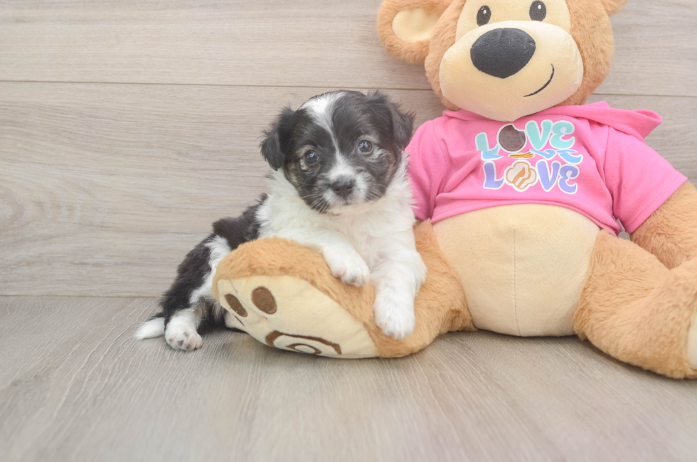 5 week old Aussiechon Puppy For Sale - Puppy Love PR