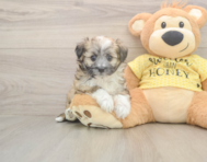 6 week old Aussiechon Puppy For Sale - Puppy Love PR