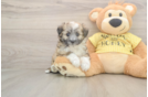 Aussiechon Puppy for Adoption