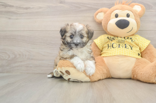 Aussiechon Puppy for Adoption