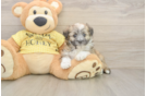 Smart Aussiechon Designer Pup