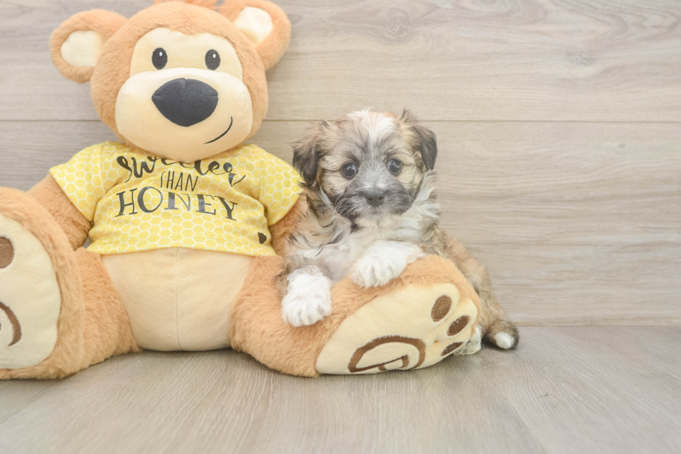 Smart Aussiechon Designer Pup