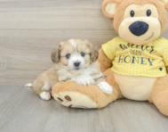 6 week old Aussiechon Puppy For Sale - Puppy Love PR